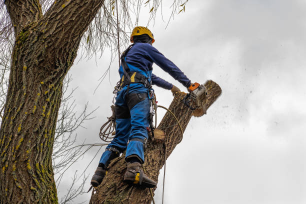 Emergency Storm Tree Removal in Golden Hills, CA